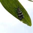 Image of Heortia vitessoides Moore 1885