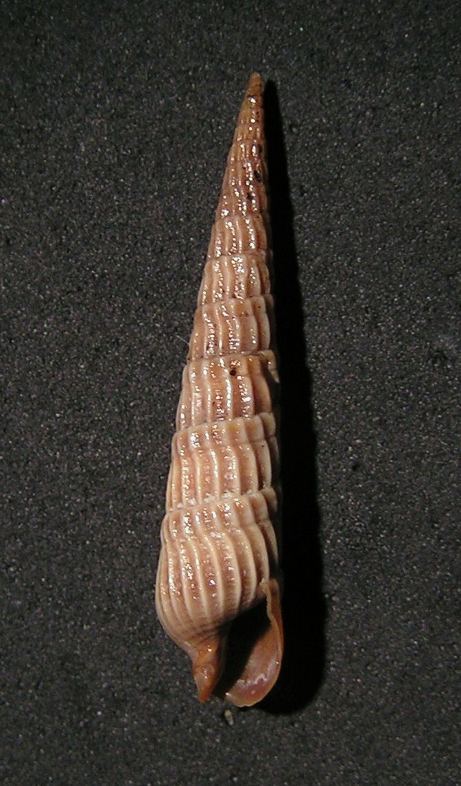 Image of <i>Terebra longiscata</i> Deshayes 1859