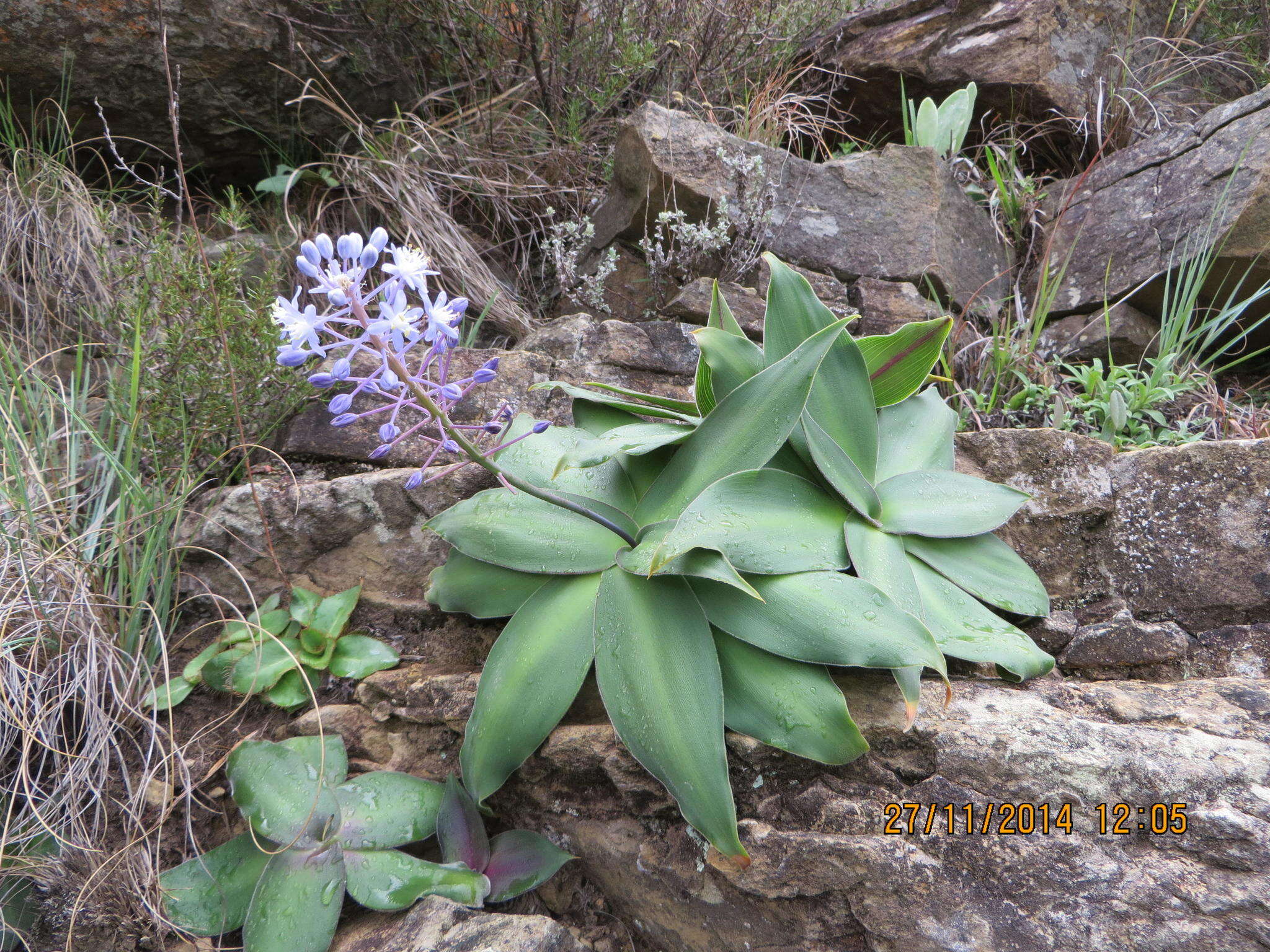 Image of Merwilla dracomontana (Hilliard & B. L. Burtt) Speta