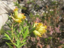 Image of Penaea acutifolia A. Juss.