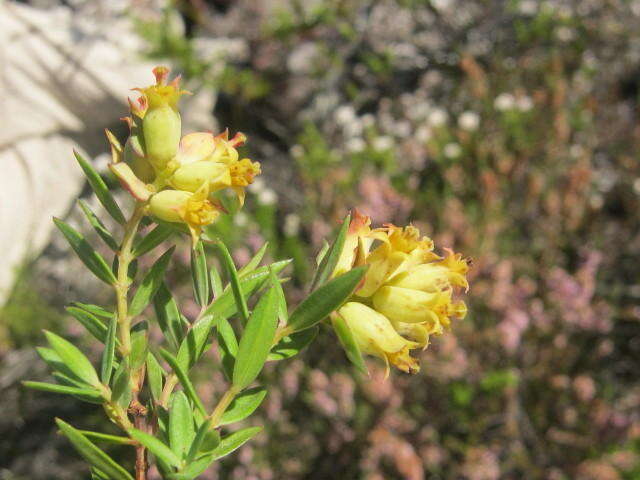 Image of Penaea acutifolia A. Juss.