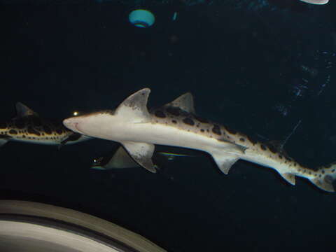 Image of Leopard Shark