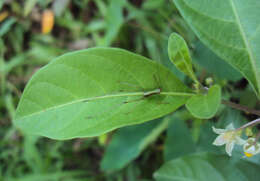 Image of twoleaf nightshade