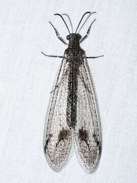 Image de Austrogymnocnemia bipunctata (Esben-Petersen 1915)