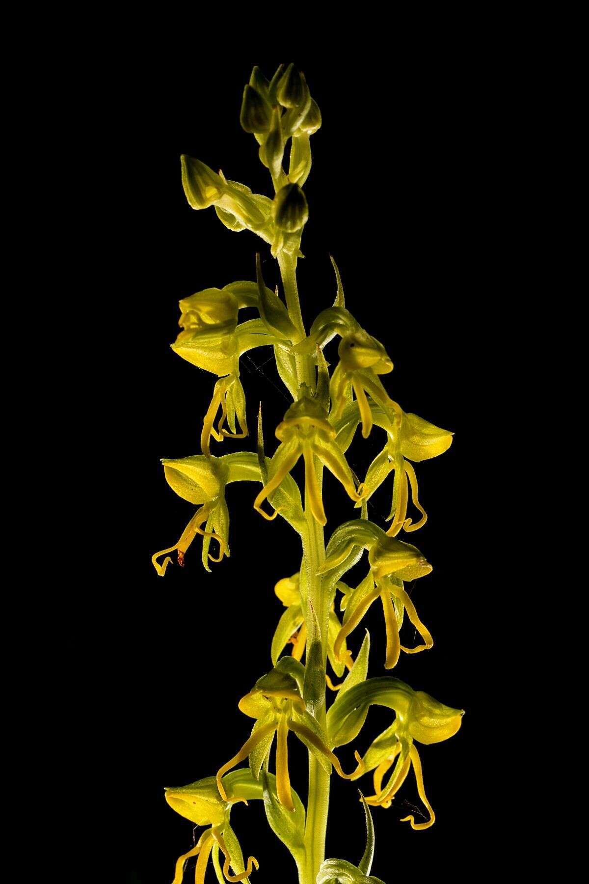 Habenaria marginata Colebr. resmi