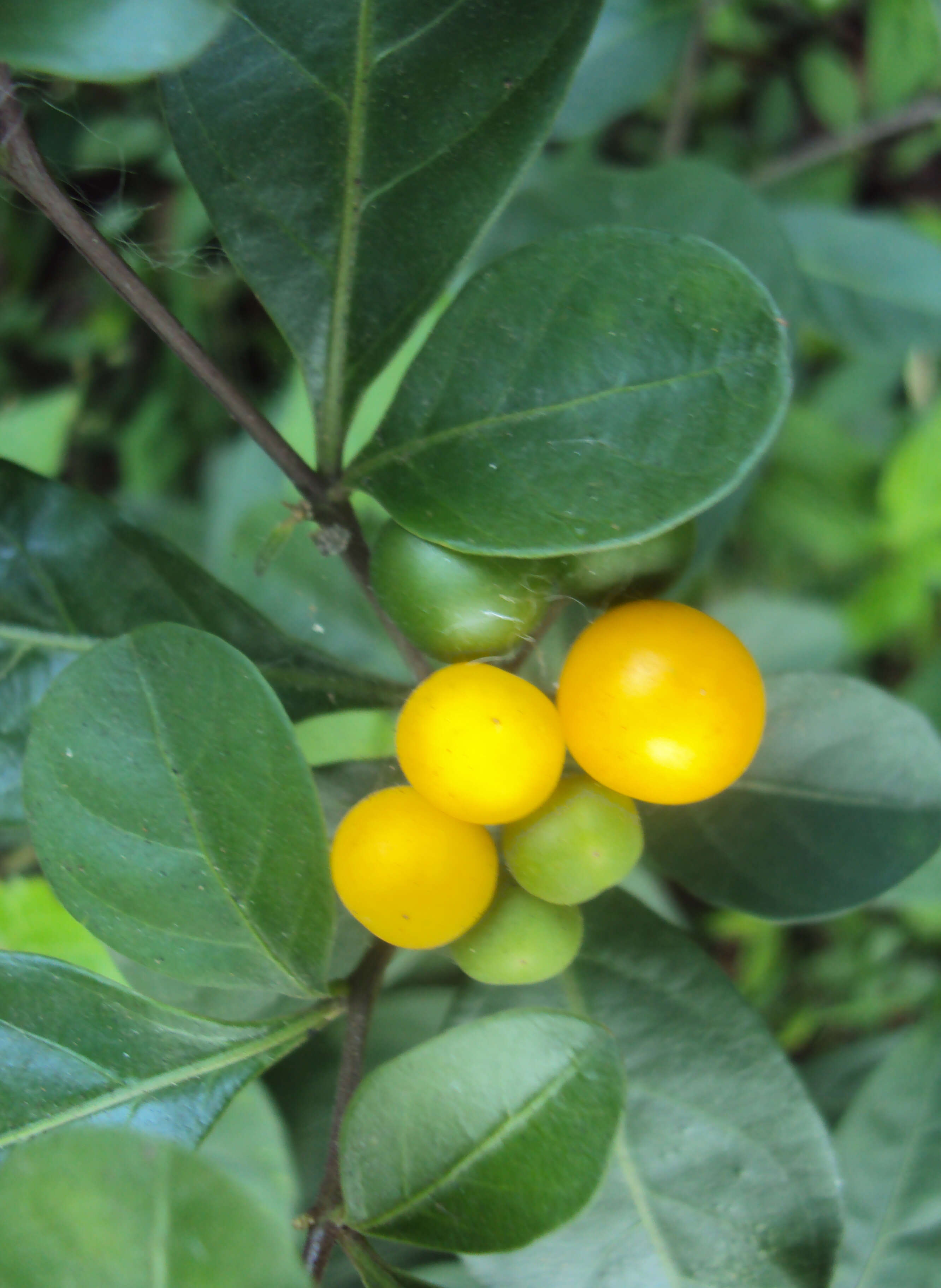 Image of twoleaf nightshade