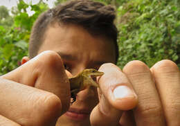 Image of Anolis rubribarbaris (Köhler, Mccranie & Wilson 1999)