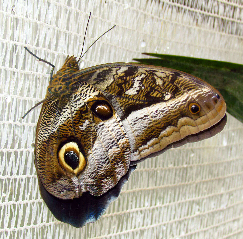 Image of Caligo idomeneus Linnaeus 1758