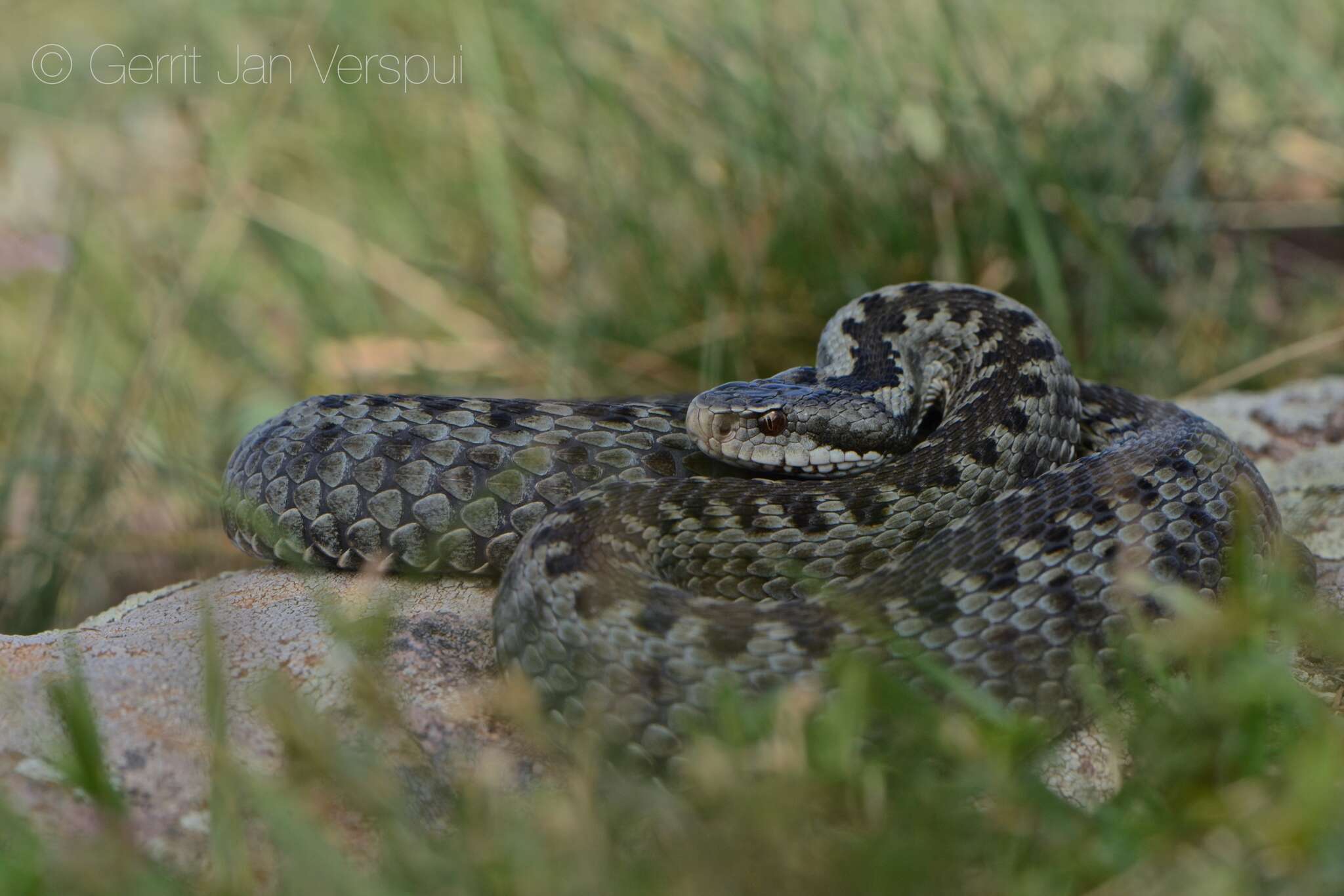 Image of Darevsky's Viper