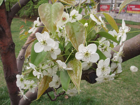 Image of Pyrus bretschneideri Rehd.