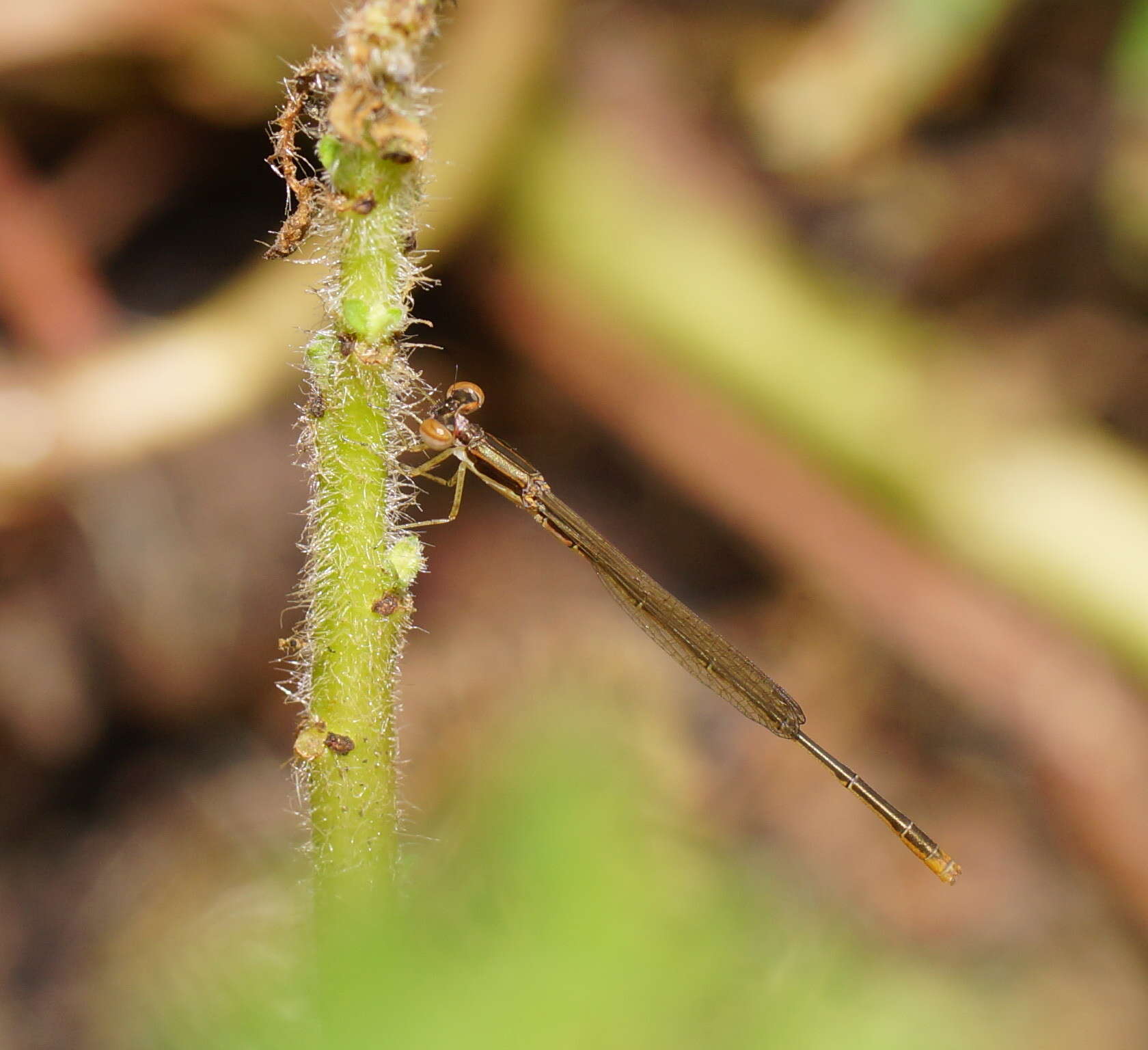 Imagem de Agriocnemis pygmaea (Rambur 1842)