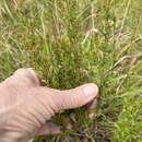 Image of thymeleaf pinweed