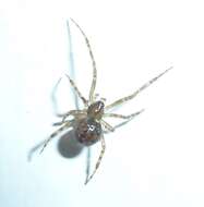 Image of brown button spider