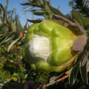 Image of Protea coronata Lam.
