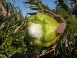 Plancia ëd Protea coronata Lam.