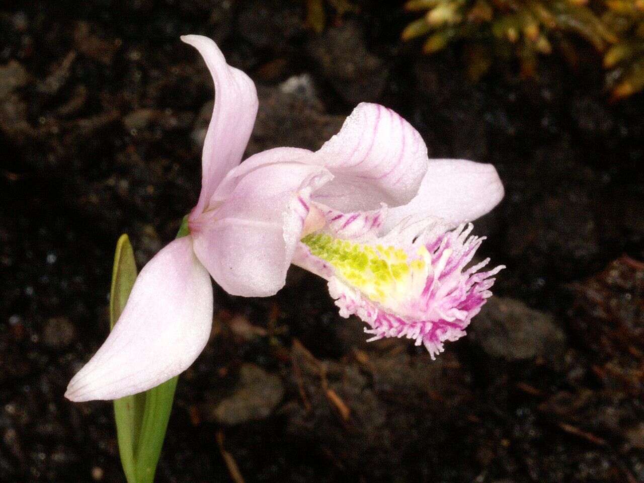 Image of snakemouth orchid