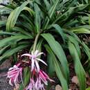 Image of Crinum amabile Donn ex Ker Gawl.