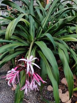 Image of Crinum amabile Donn ex Ker Gawl.