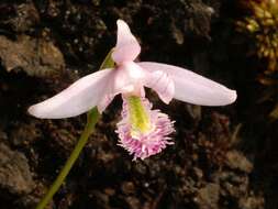 Image of snakemouth orchid