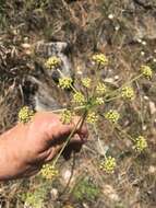 Image of Trans-Pecos false mountainparsley