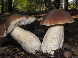 Image of Cep