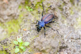 Imagem de Carabus (Megodontus) schoenherri Fischer von Waldheim 1820