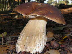 Image of Cep