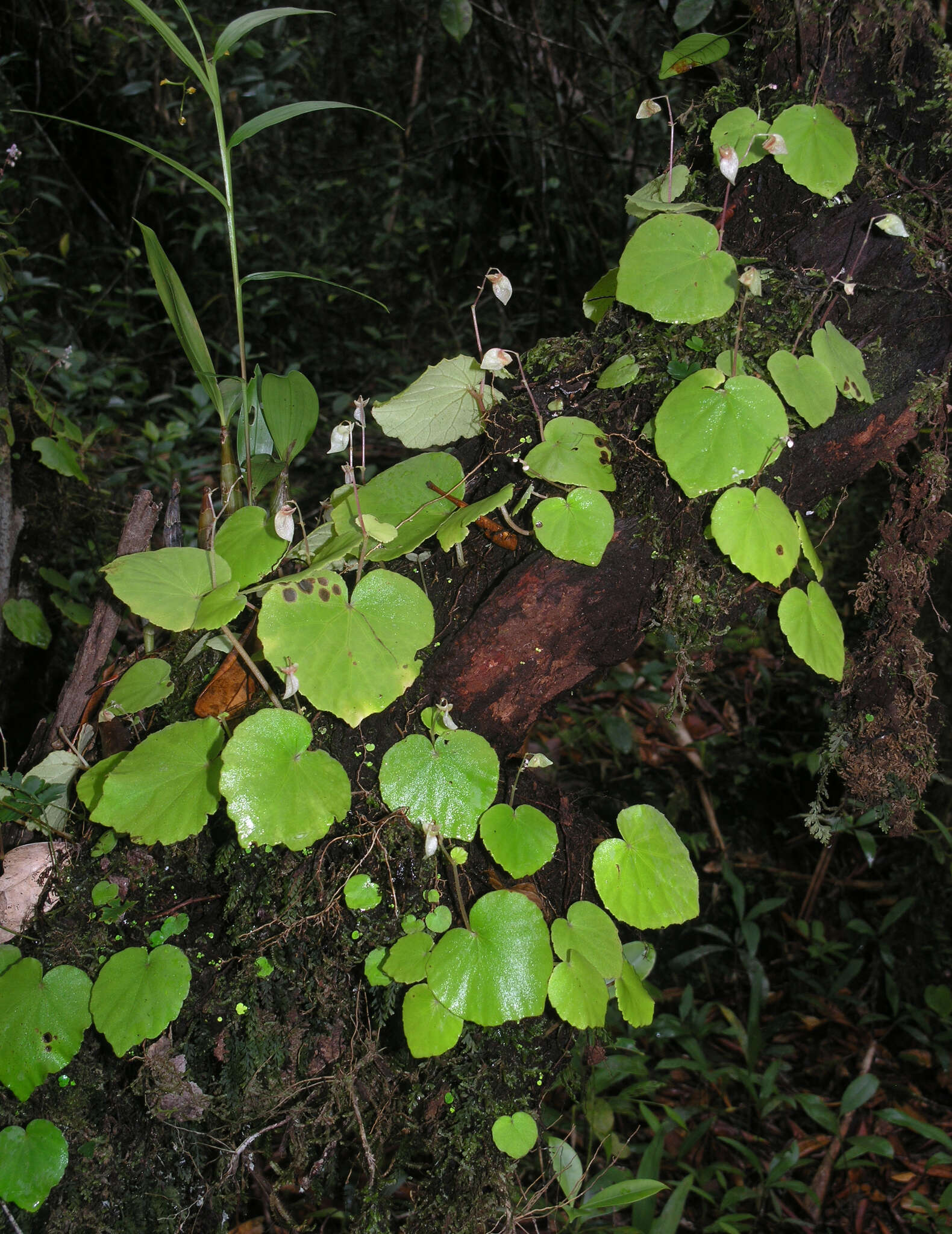 Image of Begonia sinuata Wall. ex Meisn.