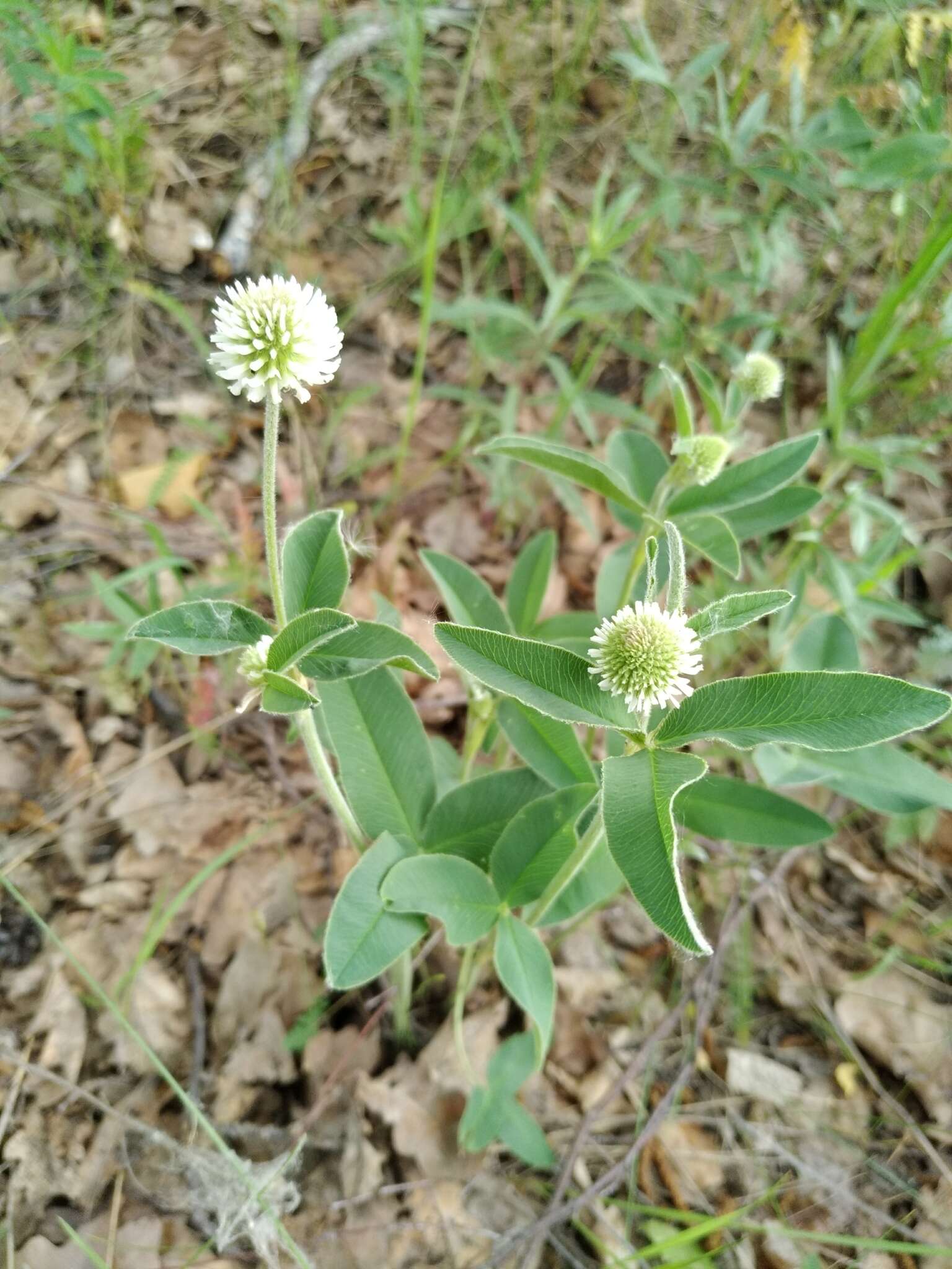 صورة Trifolium montanum L.