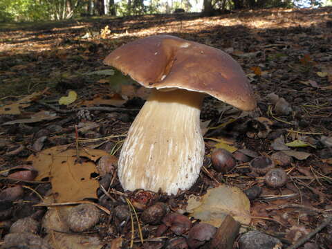 Image of Cep