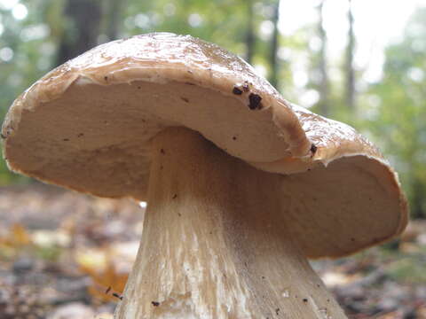 Image of Cep