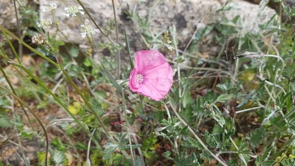 Image of Convolvulus elegantissimus Mill.