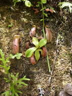 Image of Nepenthes sumatrana (Miq.) G. Beck