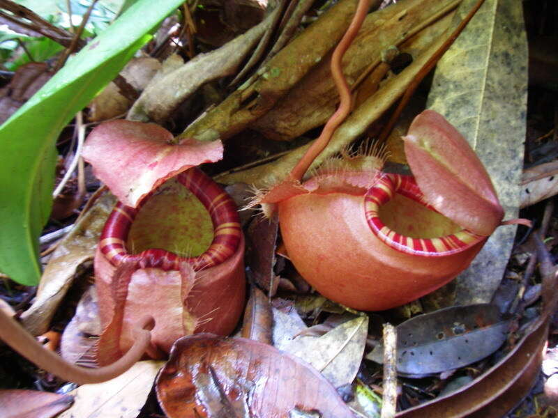 Image of Nepenthes sumatrana (Miq.) G. Beck