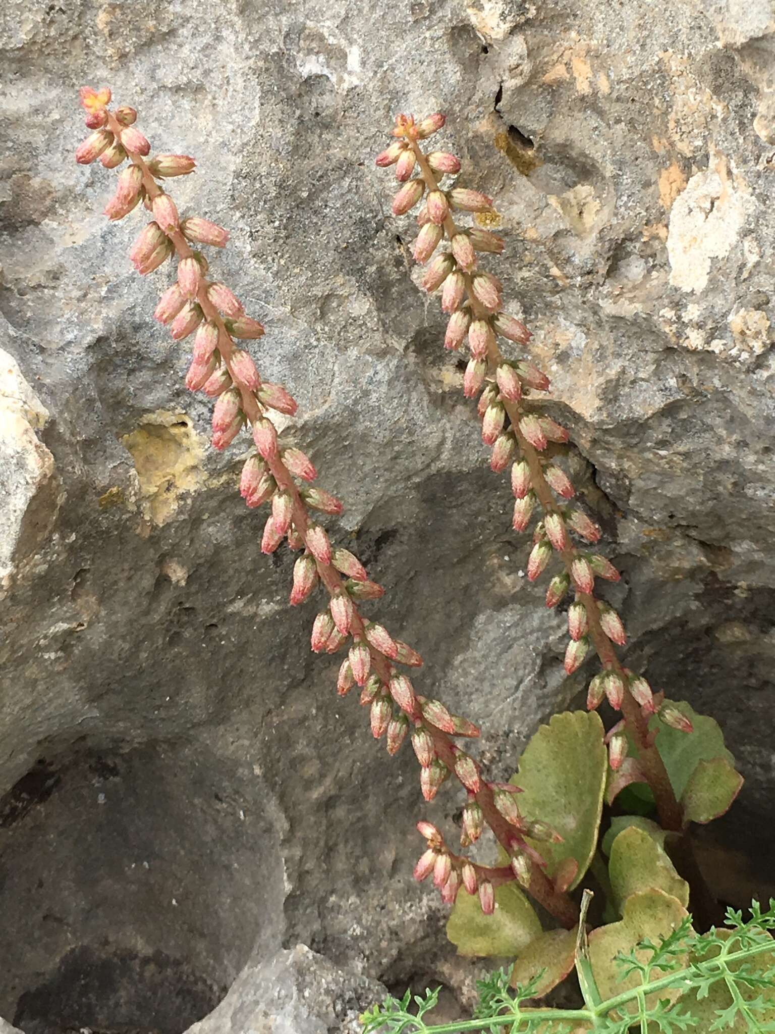 Image of Umbilicus horizontalis var. intermedius (Boiss.) Chamberlain