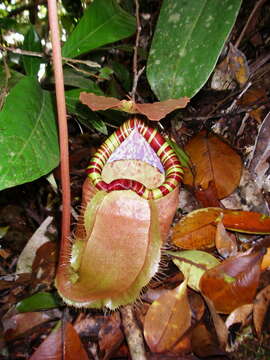 Image of Nepenthes sumatrana (Miq.) G. Beck