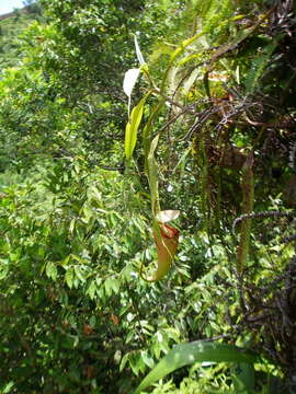 Image of Nepenthes sumatrana (Miq.) G. Beck