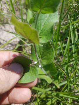 Image de Matelea cynanchoides (Engelm.) R. E. Woodson