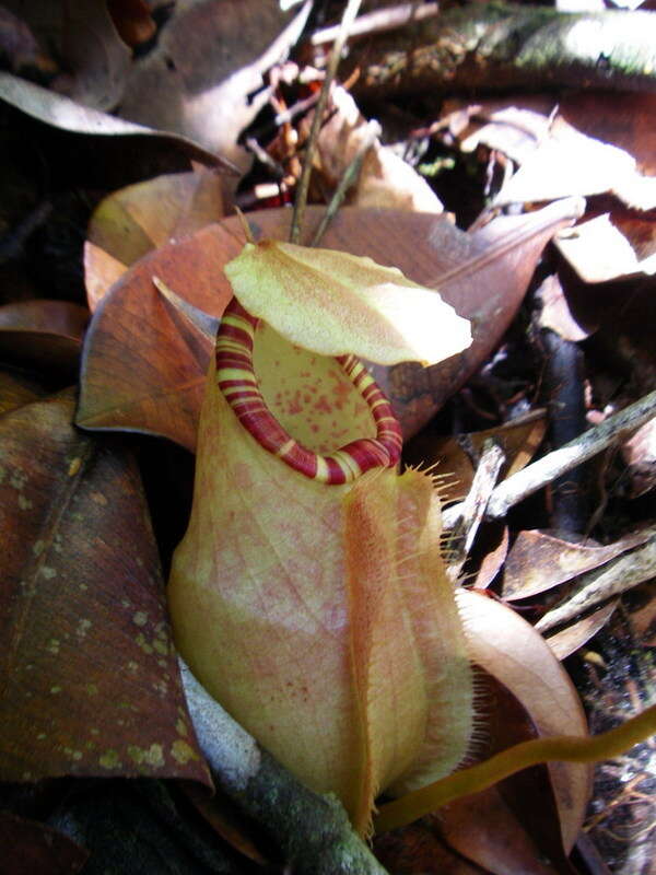 Image of Nepenthes sumatrana (Miq.) G. Beck
