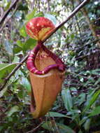 Image of Nepenthes sumatrana (Miq.) G. Beck