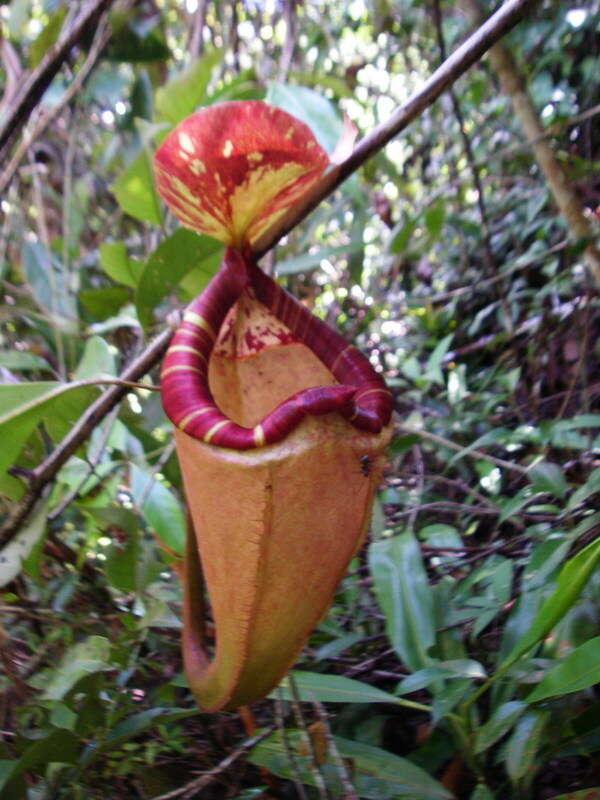 Image of Nepenthes sumatrana (Miq.) G. Beck