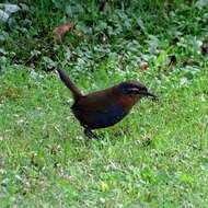 Imagem de Scelorchilus rubecula (Kittlitz 1830)