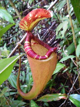 Image de Nepenthes sumatrana (Miq.) G. Beck