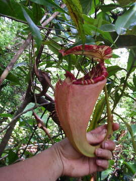 Image of Nepenthes sumatrana (Miq.) G. Beck