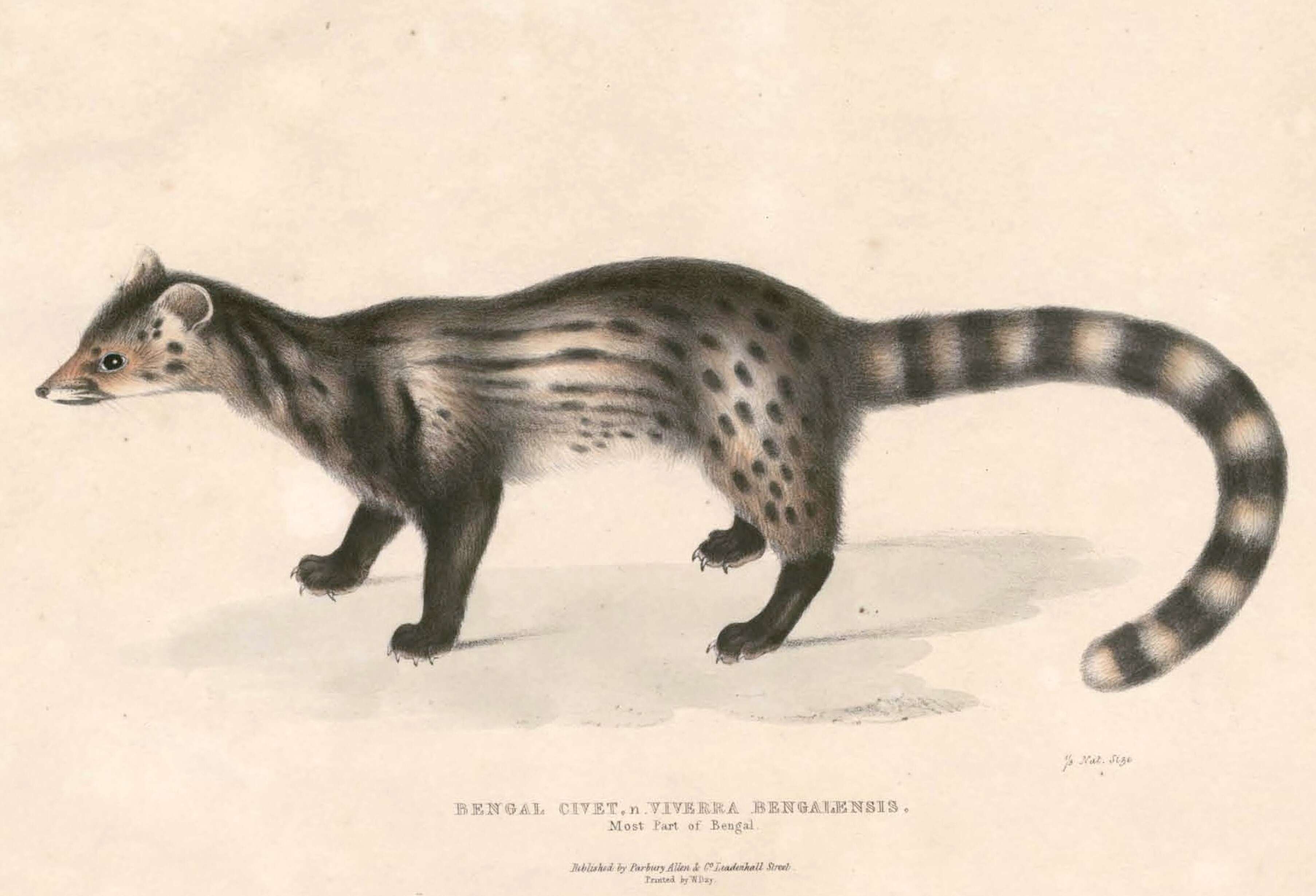 Image of Viverricula Hodgson 1838