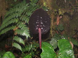 Image of Anthurium caramantae Engl.