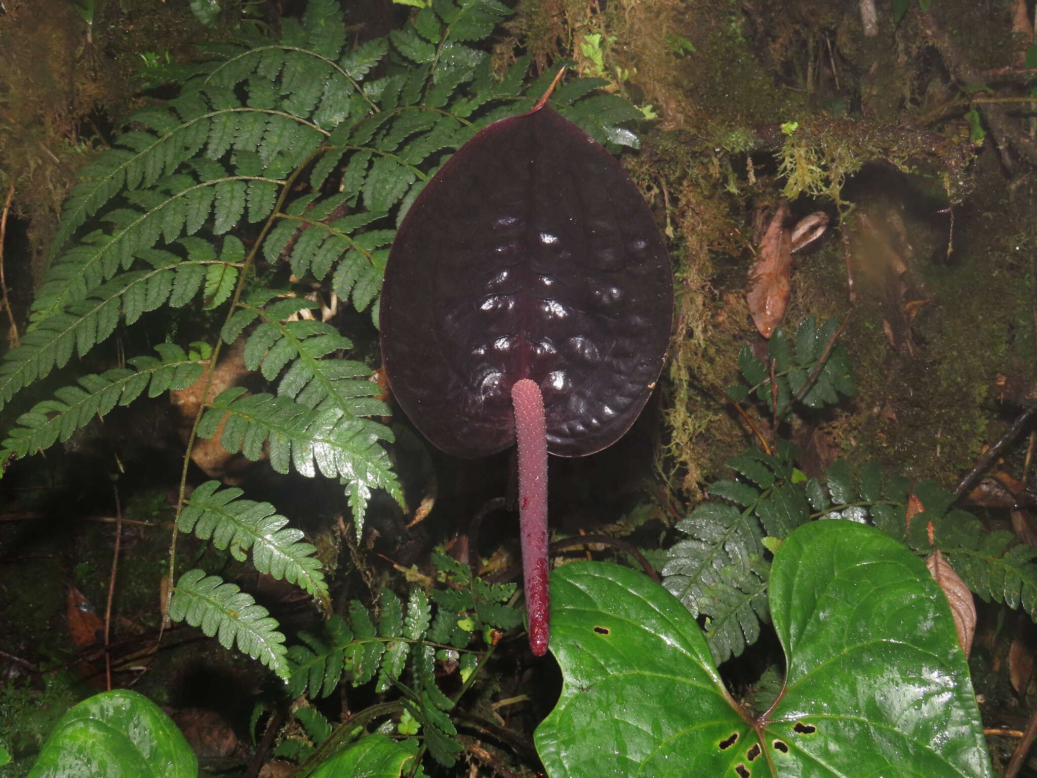 Image of Anthurium caramantae Engl.