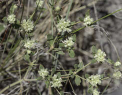 Image of James' buckwheat