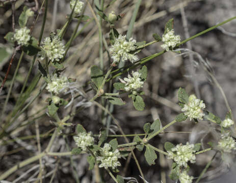 Image of James' buckwheat