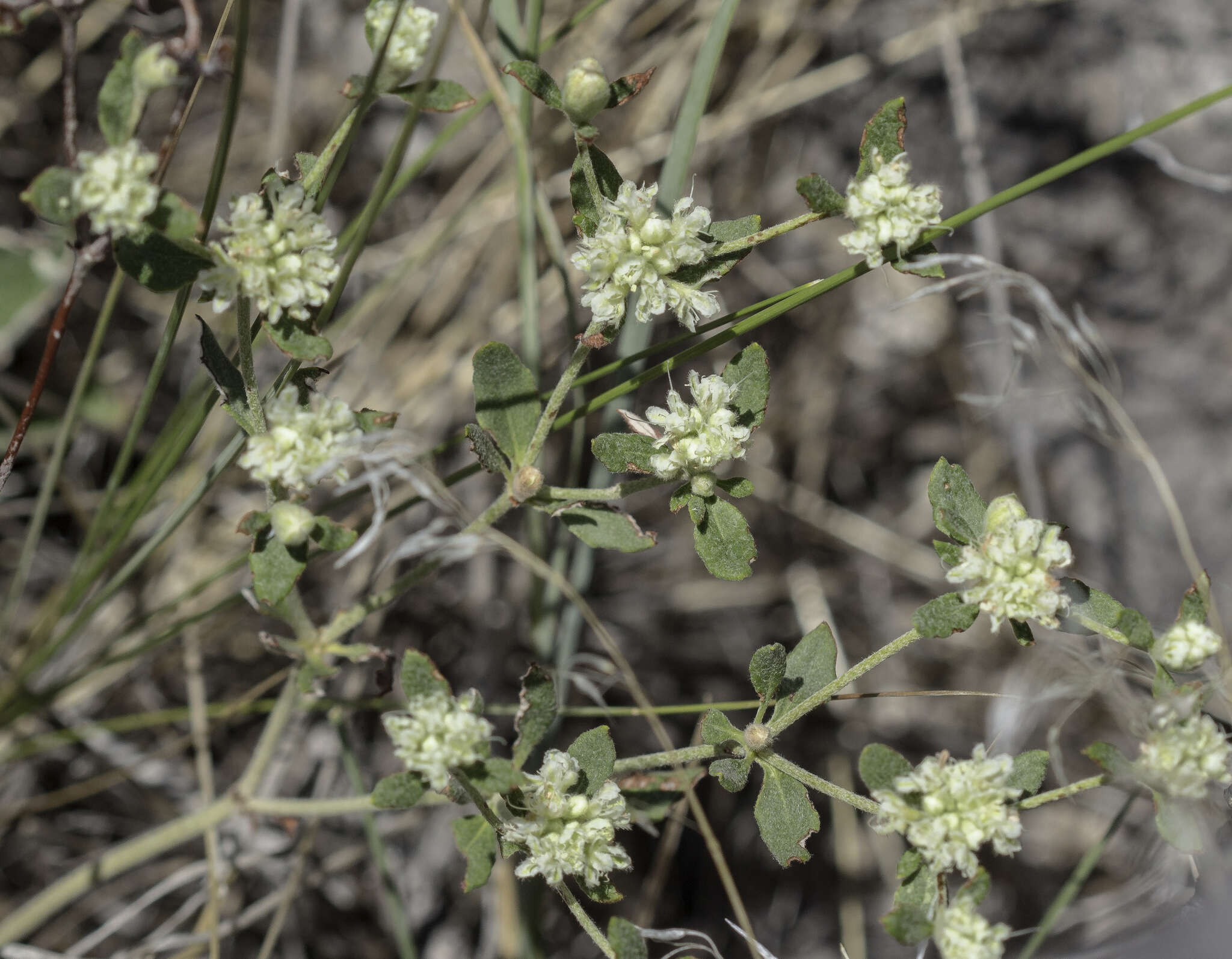 Image of James' buckwheat